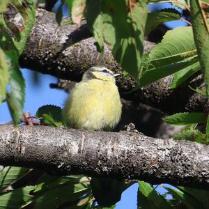 Blue Tit