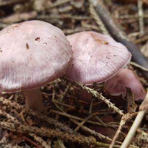 Pink Mycena