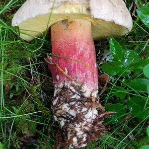 Scarlet-stemmed Bolete