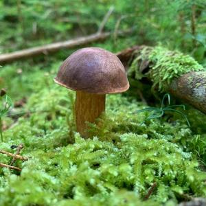 Bay Bolete