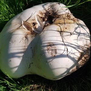 Giant Puffball