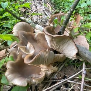 Oyster Mushroom