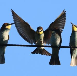 European Bee-eater