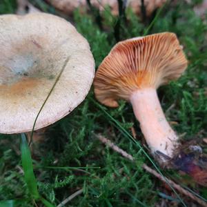 False Saffron Milk Cap