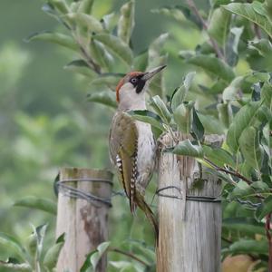 Eurasian Green Woodpecker