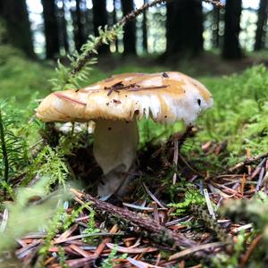 Yellow-ochre Russula