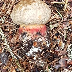 Scarlet-stemmed Bolete