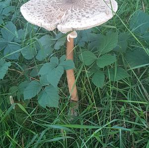 Parasol Mushroom