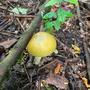 Death Cap