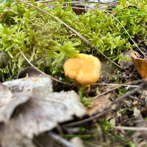 Chanterelle, Common