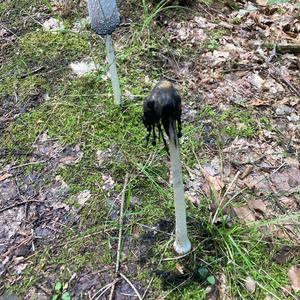 Shaggy Mane