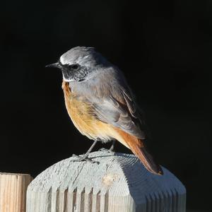 Common Redstart