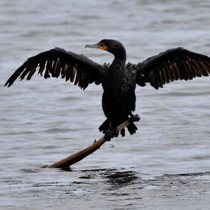 Double-crested Cormorant