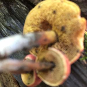 Red-cracked Bolete