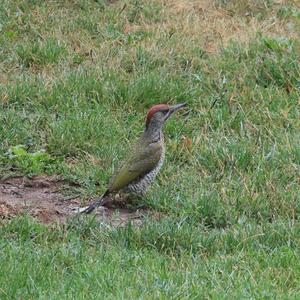 Eurasian Green Woodpecker