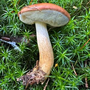 Bay Bolete