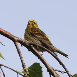 Yellowhammer