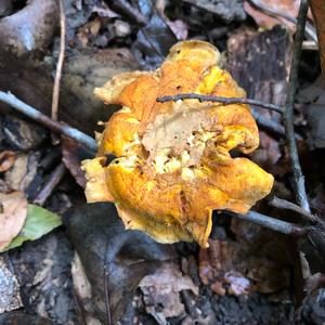 Chanterelle, Common