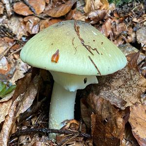 Death Cap