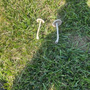Unknown Species