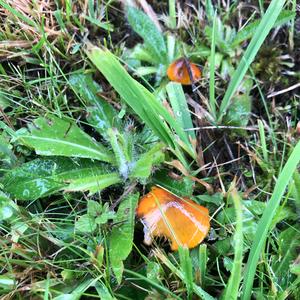 Blackening Wax-cap