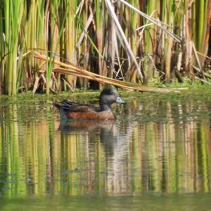 American Wigeon