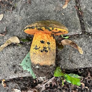 Lurid Bolete