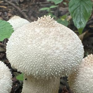 Gem-studded Puffball