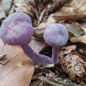 Amethyst Deceiver