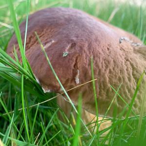 King Bolete