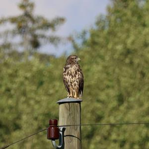 Common Buzzard