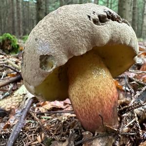 Scarlet-stemmed Bolete