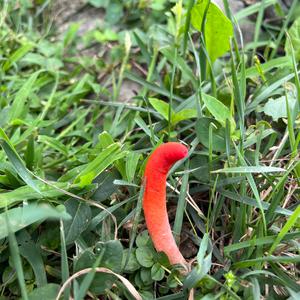 Dog Stinkhorn