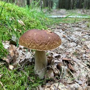 King Bolete