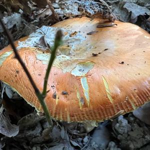 Caesar´s Mushroom