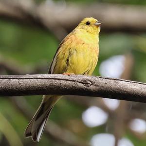 Yellowhammer