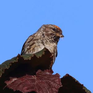 Common Redpoll