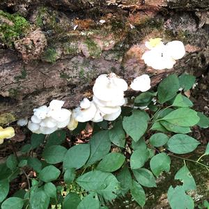 Oyster Mushroom