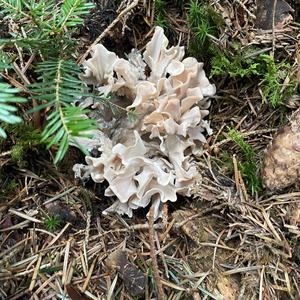 Eastern Cauliflower Mushroom