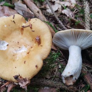 Yellow-ochre Russula