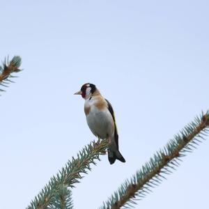 European Goldfinch