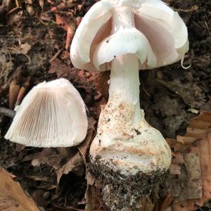 Destroying Angel