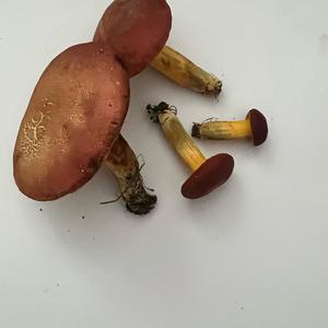 Bay Bolete