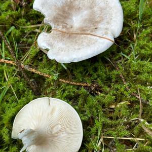 Sweetbread Mushroom