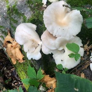 Oyster Mushroom