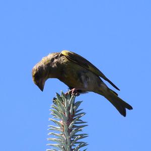 European Greenfinch