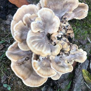 Black-staining Polypore