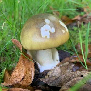 Death Cap