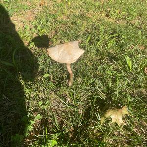 Unknown Species