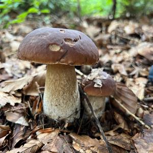 King Bolete